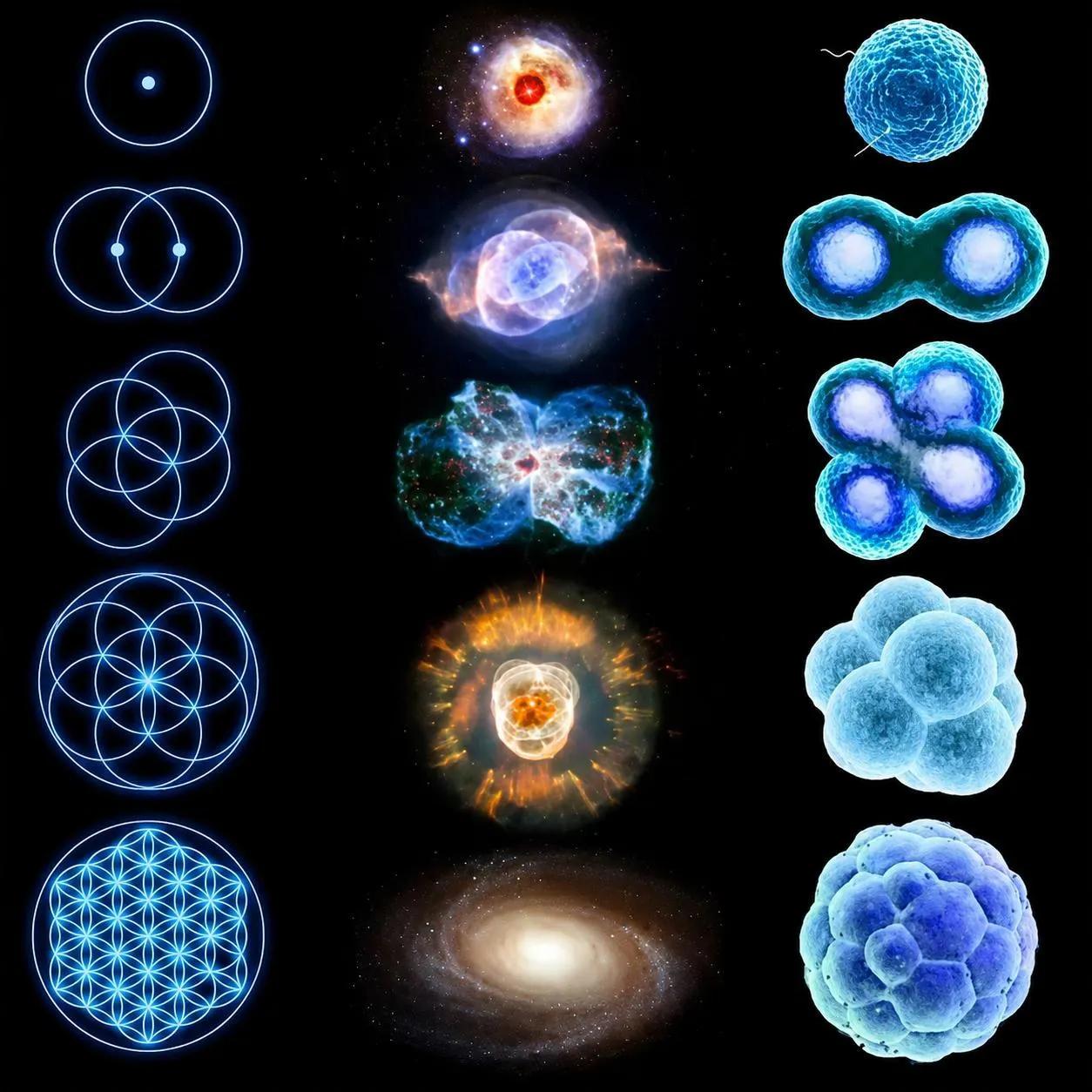 Three vertical columns on black. Left: sacred geometry unfolding from a single point through the vesica piscis and seed of life to the full Flower of Life. Middle: cosmic objects ending in a spiral galaxy. Right: a fertilized cell dividing — one cell, two, four, morula, blastocyst.